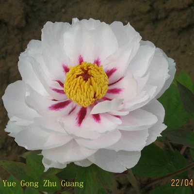 Hvite pionfrøplanter